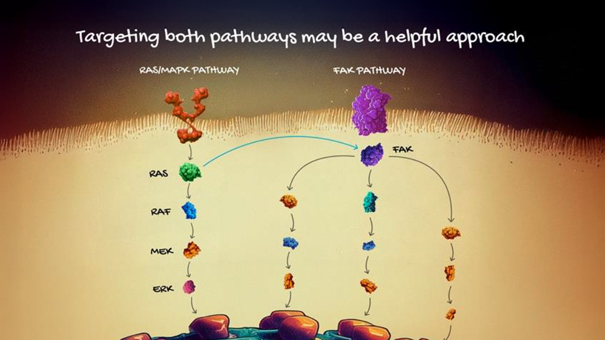 Diagram showing the RAS/RAF/MEK/ERK and FAK pathways