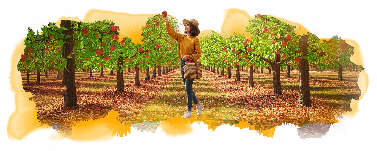 Illustration of a woman in an orchard reaching for apples